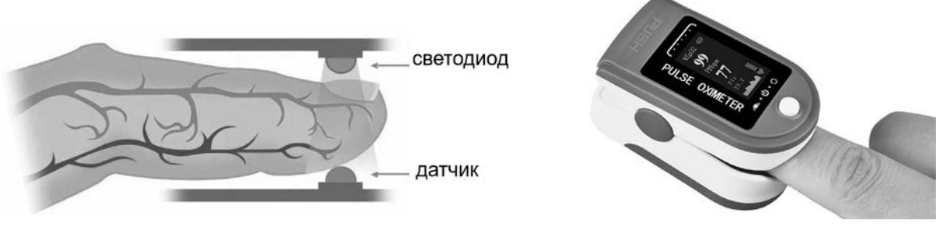 ЕГЭ / Биология / 25 задание (24) / 57 изображение 1
