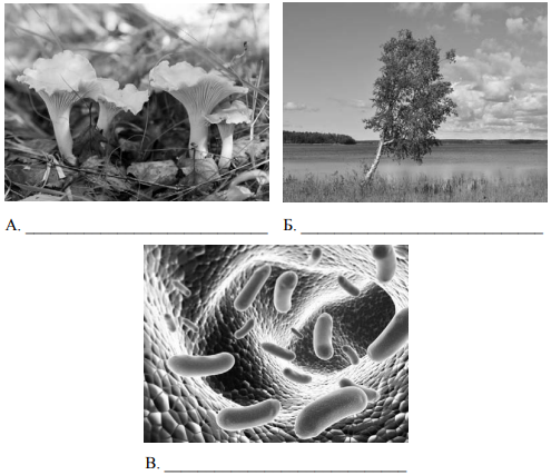 Три из изображенных на фотографиях объекта объединены общим признаком выпишите название объекта мхи