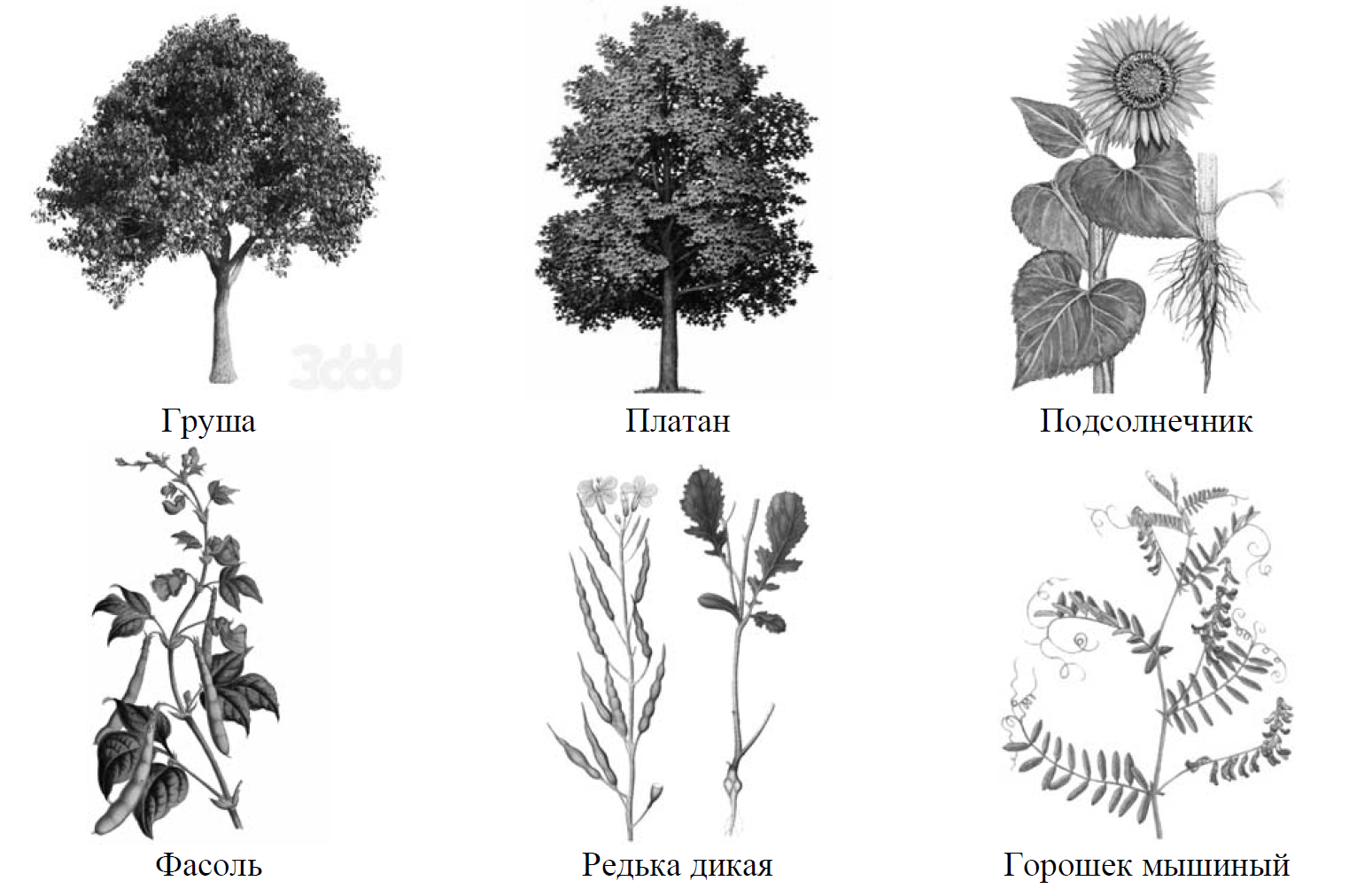 Рассмотрите изображение шести