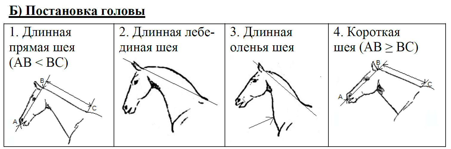 ОГЭ / Биология / 13 задание / 08 изображение 3