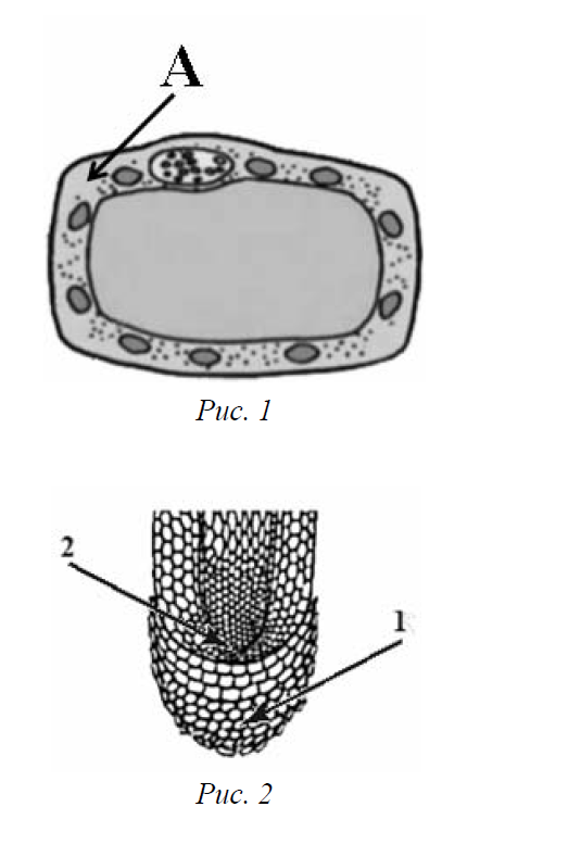 Рисунок растительной клетки какая структура клетки обозначена на рисунке буквой а впр 6 класс