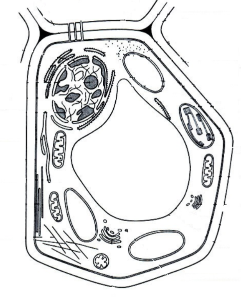 ЕГЭ / Биология / 07 задание (24) / 74 изображение 1
