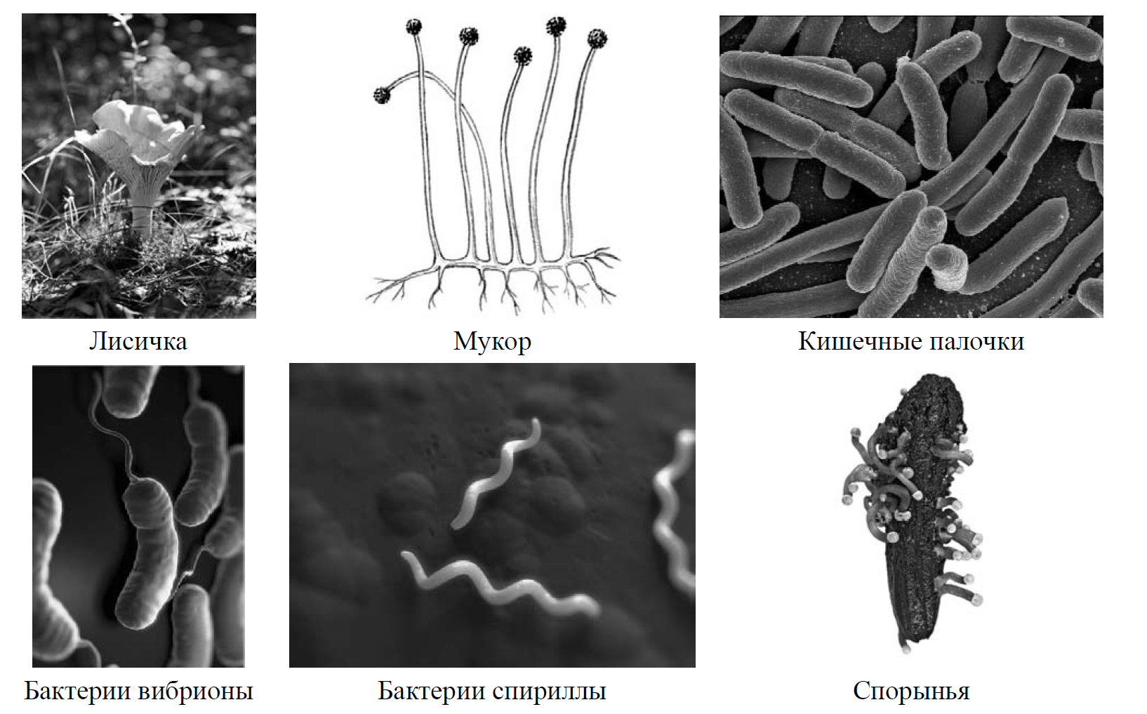 6 организмов