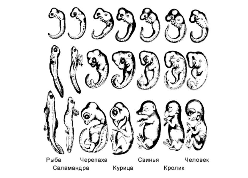 Закон эмбрионального развития. Закон зародышевого сходства Бэра. Эмбриологические доказательства сходства зародышей.