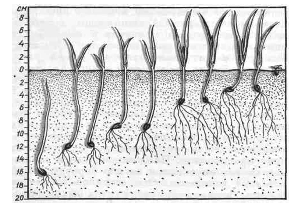 Известно что прорастание семян необходимы определенные условия. Заделка семян. Схема посева и глубина заделки семян. Глубина заделки семян. Прорастание семян.